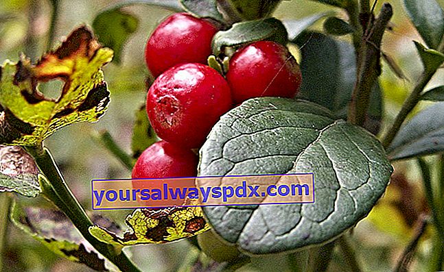 Cranberry oder Cranberry: Eigenschaften, Vorteile, Tugenden und gesundheitliche Vorteile