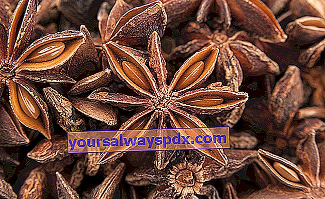Anason stelat sau anason stelat (Illicium verum): beneficii și avantaje pentru sănătate