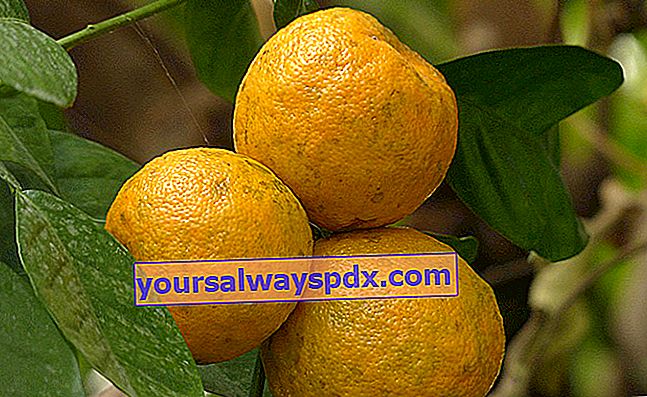 arancia amara o arancia amara (Citrus aurantium)