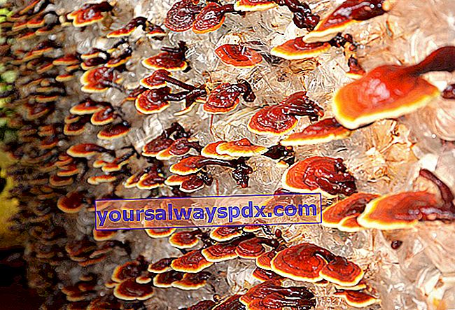 Coltivazione del reishi, un fungo longevo proveniente dall'Asia