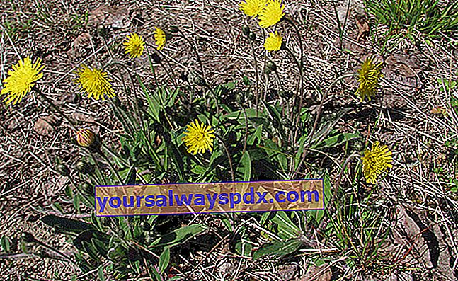 Piloselle (Hieracium pilosella) eller hawkweed 
