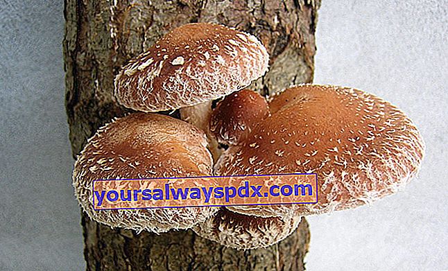 Shiitake, Eichenleine (Lentinula edodes) oder duftender Pilz 