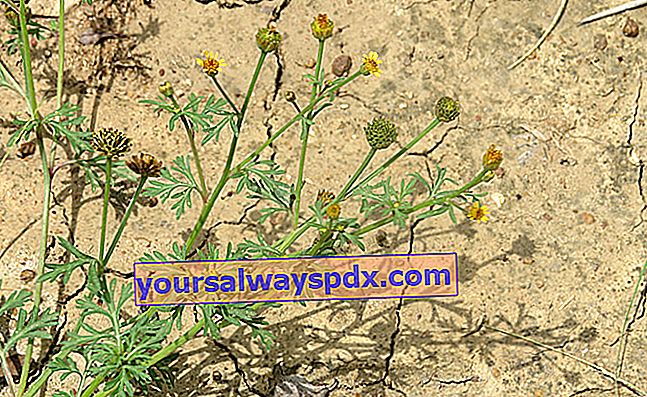 Chrysanthellum americanum oder Chrysanthellum indicum, gut für die Leber