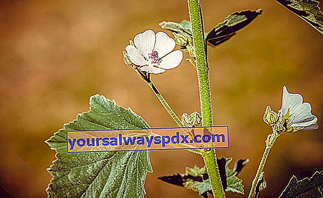 Marshmallow (Althaea officinalis)