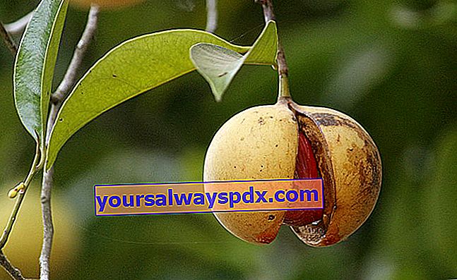 אגוז מוסקט (Myristica fragrans), אגוזי עיכול