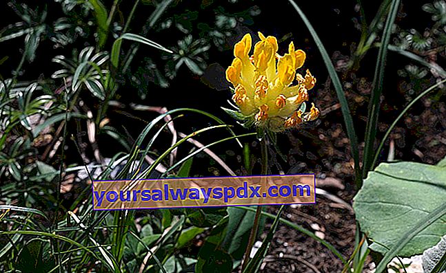 anthyllid sårbar (Anthyllis vulneraria) gul kløver eller alpint te