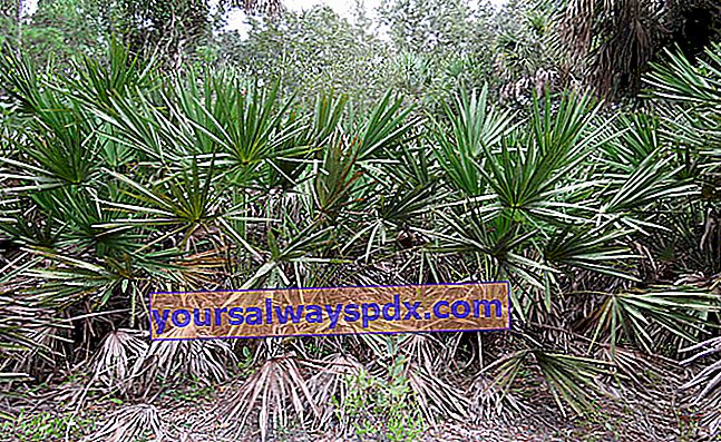 Florida Palme (Serenoa repens)
