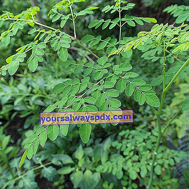 Moringa oleifera, pohon kehidupan
