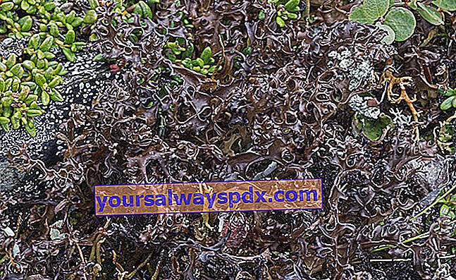 Lumut Islandia (Cetraria islandica), bagus untuk tenggorokan
