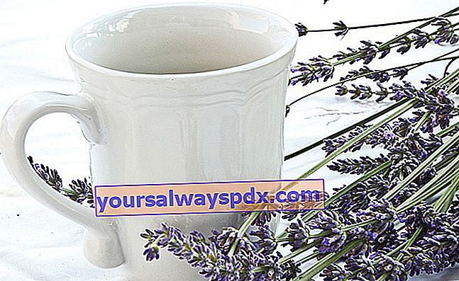 Lavender, menenangkan dan wangi