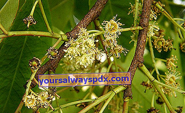 Plum Afrika (Pygeum africanum syn. Prunus africana)