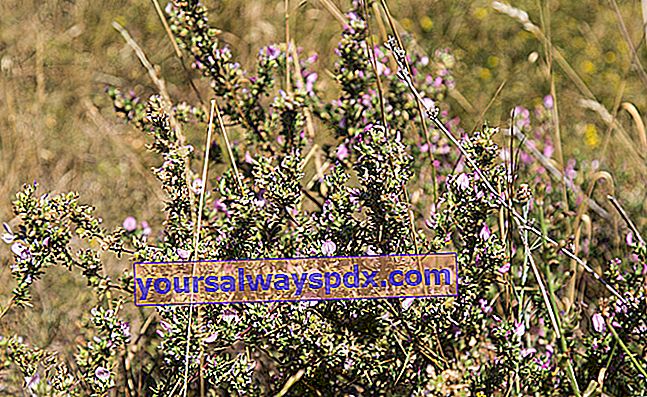 Bugrane (Ononis spinosa) gegen Harnwegserkrankungen