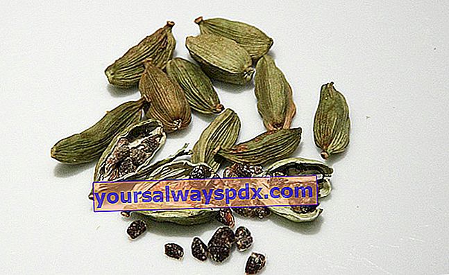 fructe și semințe de cardamom: pentru o bună digestie