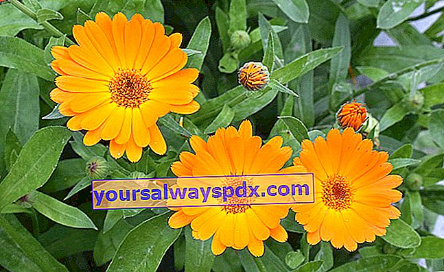 bunga marigold (Calendula officinalis)