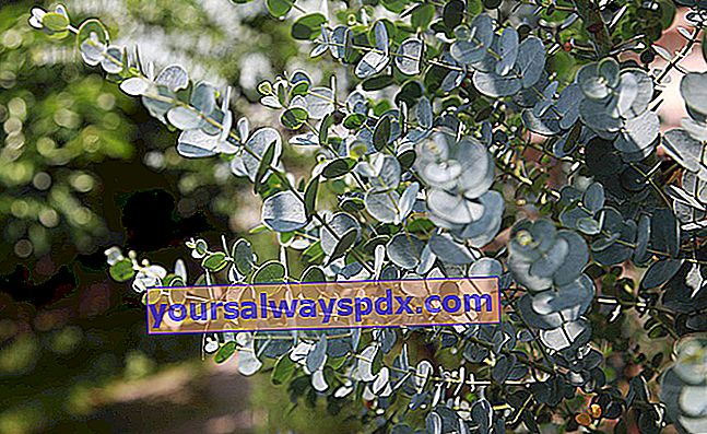 Eucalyptus: melawan penyakit sfera ENT