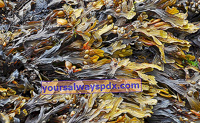 Fucus: soppressore dell'appetito di alghe brune