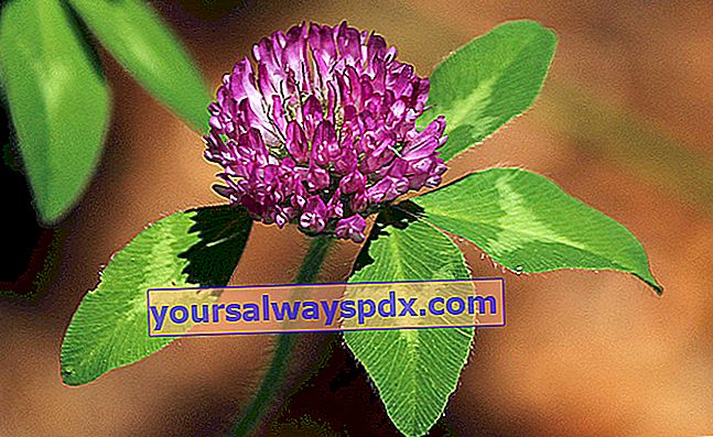 תלתן אדום (Trifolium pratense) לגיל המעבר