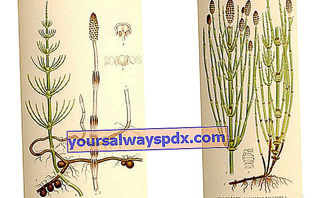 padderok (Equisetum arvense) og padderok (Equisetum palustre)