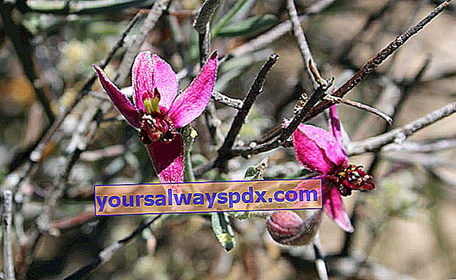 רטניהיה (Krameria lappacea syn. Krameria triandra)