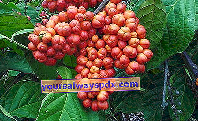 Guarana atau warana, Paullinia cupana: tumbuhan terkaya dengan kafein