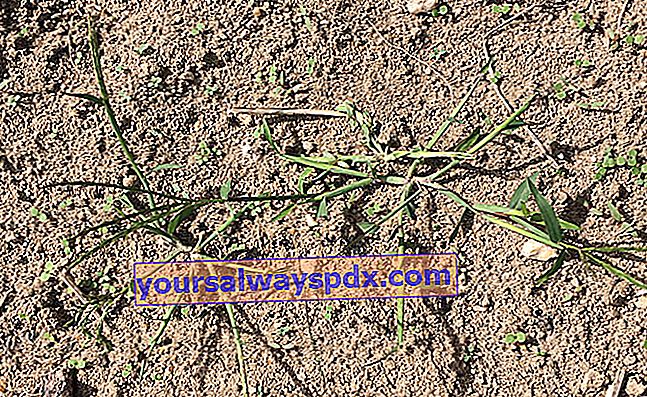 quackgrass (Agropyron repens syn. Elymus repens)
