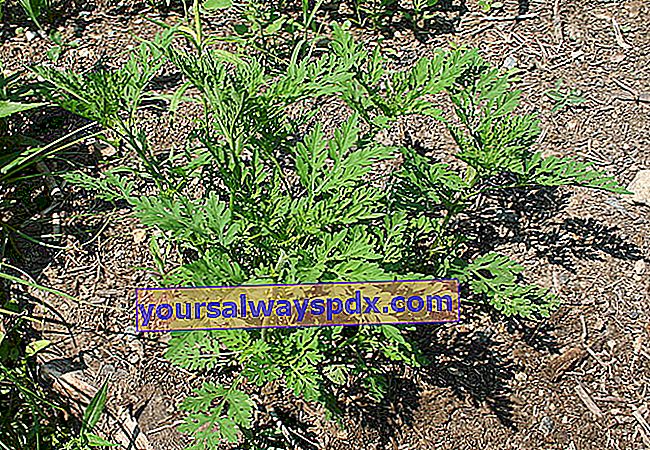 Meget allergifremkaldende klud (Ambrosia artemisiifolia L.)