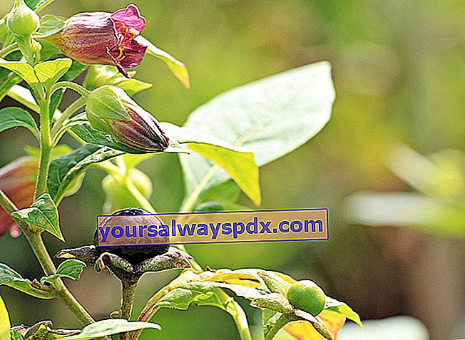 Belladonna (Atropa belladonna) è veleno