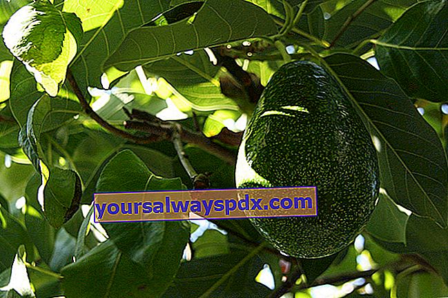 intensiv odling av avokado