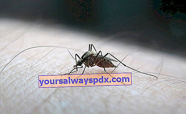 Lista över myggavvisande växter