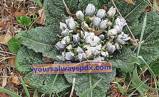 Mandrake (Mandragora officinarum) magisk plante