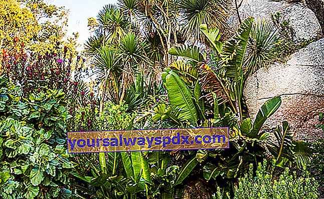 Botanischer Garten Roscoff