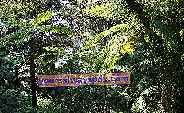 Taman New Zealand, pakis pokok © Domaine du Rayol