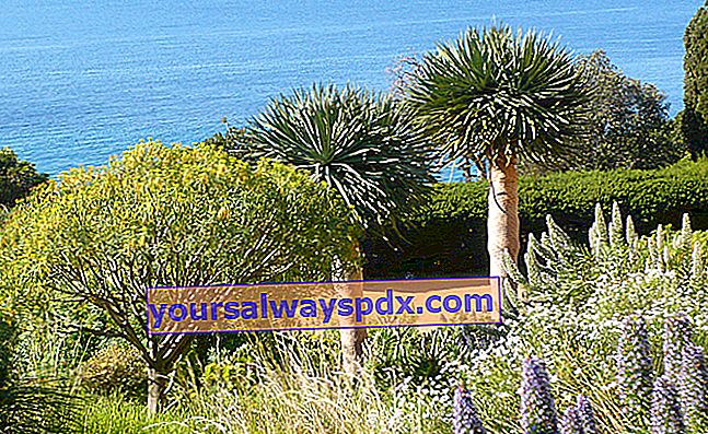 Giardino delle Isole Canarie © Domaine du Rayol