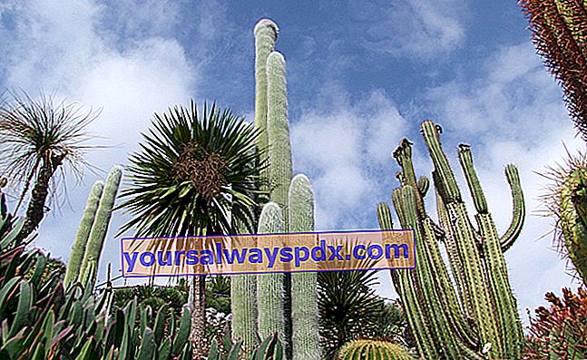 Kaktus im exotischen Garten von Eze
