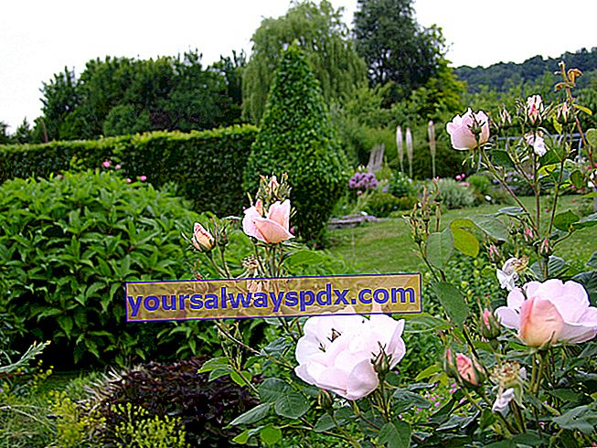 Trandafiri vechi la grădina botanică Presle