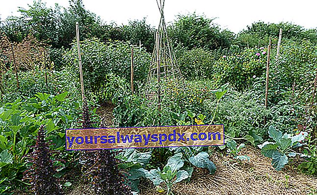 Grădină mozaică, asociații de plante în grădina de legume