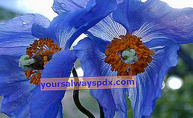 פרג כחול של ההימלאיה (Meconopsis grandis, Papaveraceae).  © S. Aubert / SAJF.