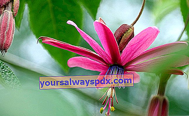 Floarea Passiflora Grandioso din grădina junglei Karlostachys