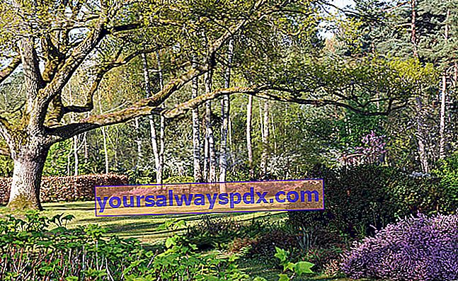 Arboretum des Grandes Bruyères di Ingrannes