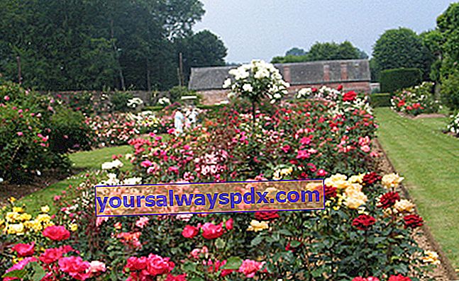 גן ורדים של טירת מסניל ג'ופרוי - סן-ימית (76)