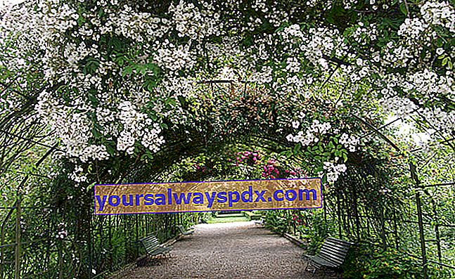 Taman mawar besar di kebun raya Marnay-sur-Seine (Aube)
