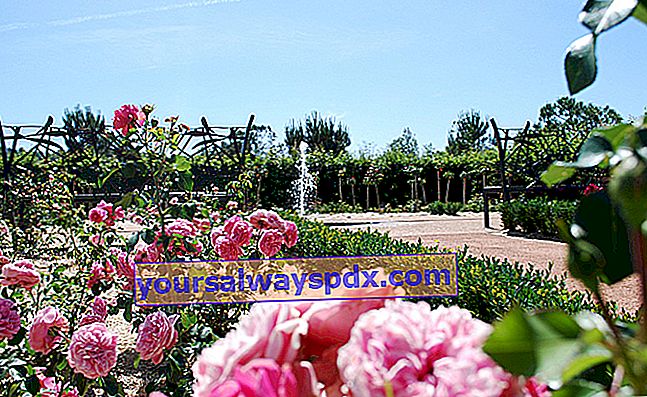 Taman mawar di Jardins de Colette