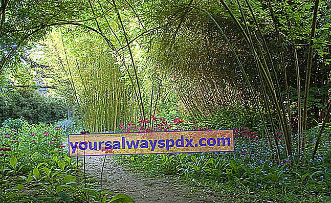 Taman seni dan uji coba - Lengkungan bambu (primula japonica)
