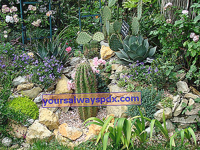 Kaktus vid Clos Fleuri